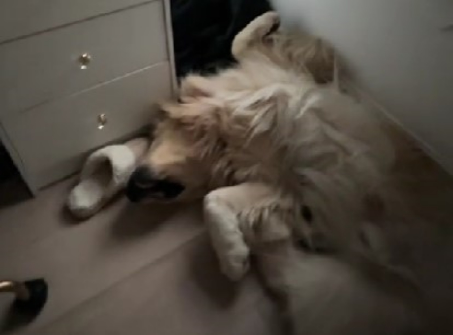 Golden Retriever e routine mattutina