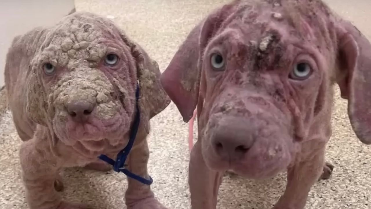 Cuccioli di cane senza pelo