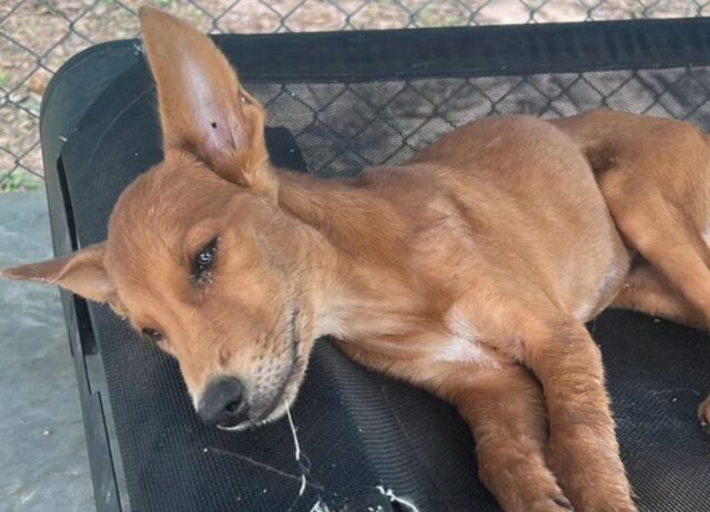 Le due cagnoline spaventate vivevano in un cantiere edile, poi hanno scoperto per la prima volta cos’è l’amore