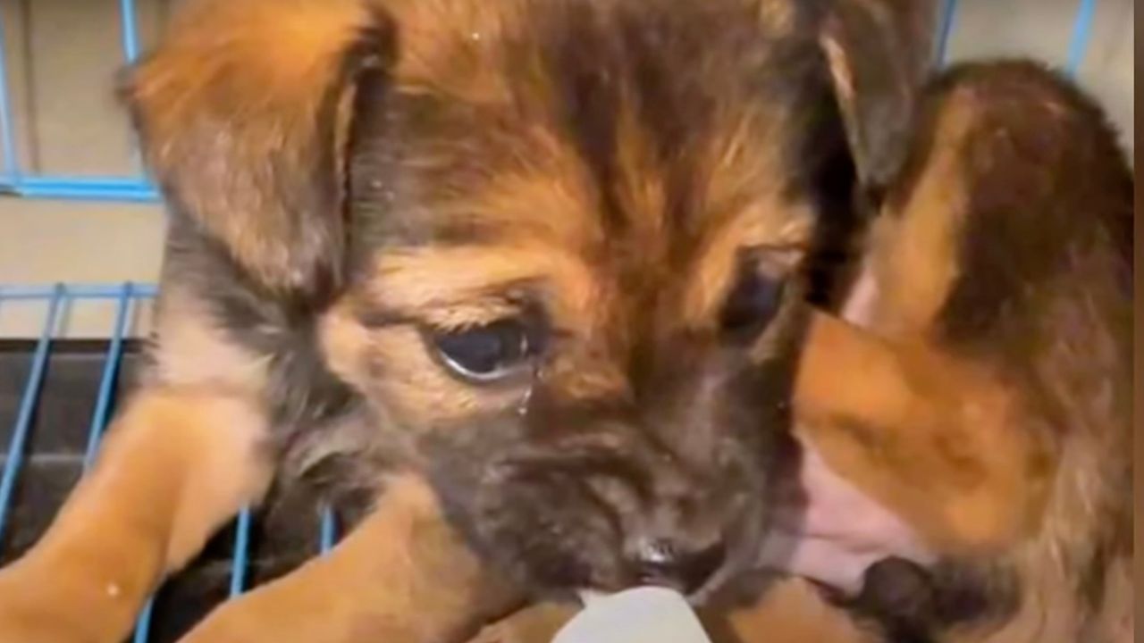 Cucciolo di cane dallo sguardo triste