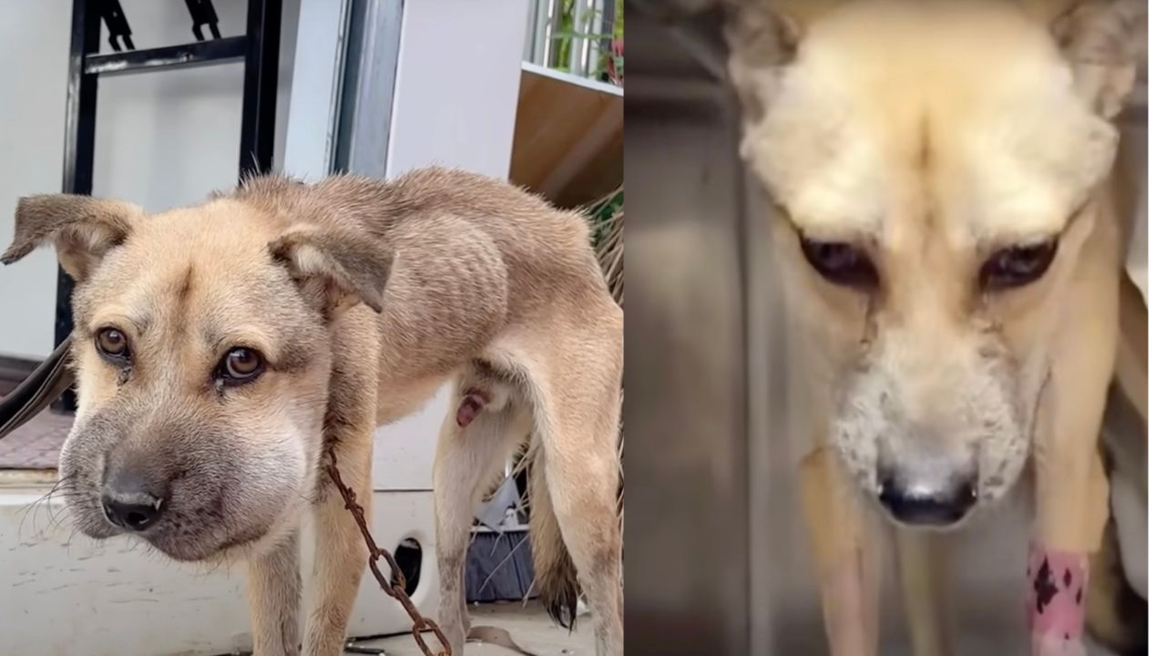 Cane abbandonato dalla testa gonfia