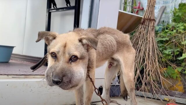 Lo hanno abbandonato e si sono dimenticati di lui: il cane aveva la testa gonfia ma era ridotto a un mucchietto d’ossa – VIDEO