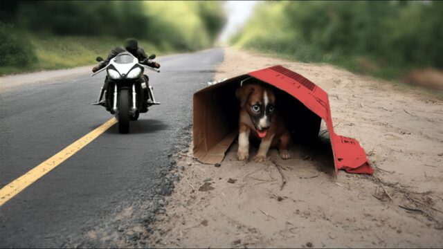 Lo hanno visto per caso durante una corsa in moto: il cagnolino era terrorizzato – VIDEO