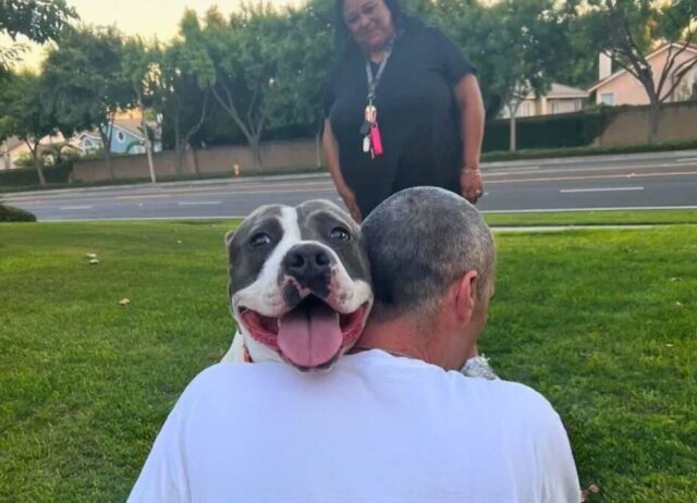 La donna nota questo cane dalla faccia stranamente gonfia, capisce subito che qualcosa non va