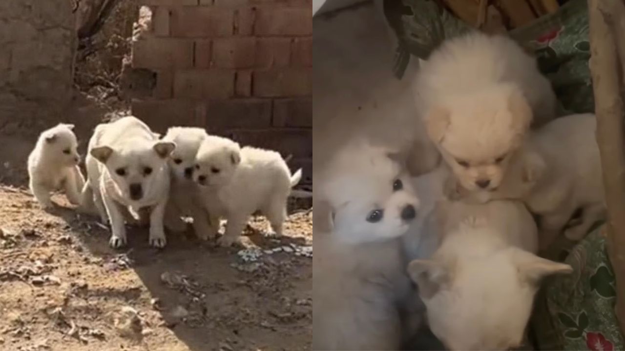 Mamma cane randagia preoccupata per i suoi cuccioli