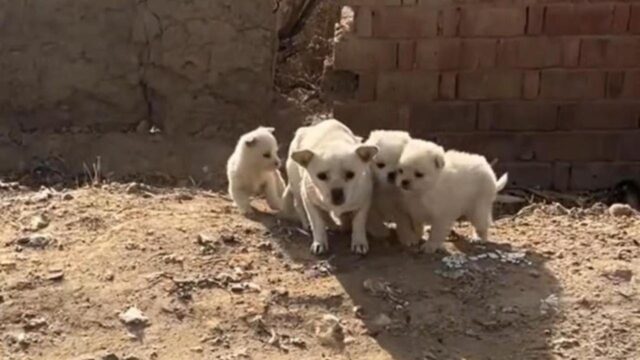 Mamma cane randagia ha sofferto ogni pena per proteggere i suoi cuccioli: era arrivata allo stremo – Video