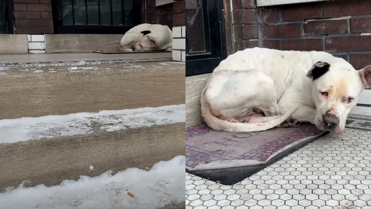 Cane randagio in un angolo