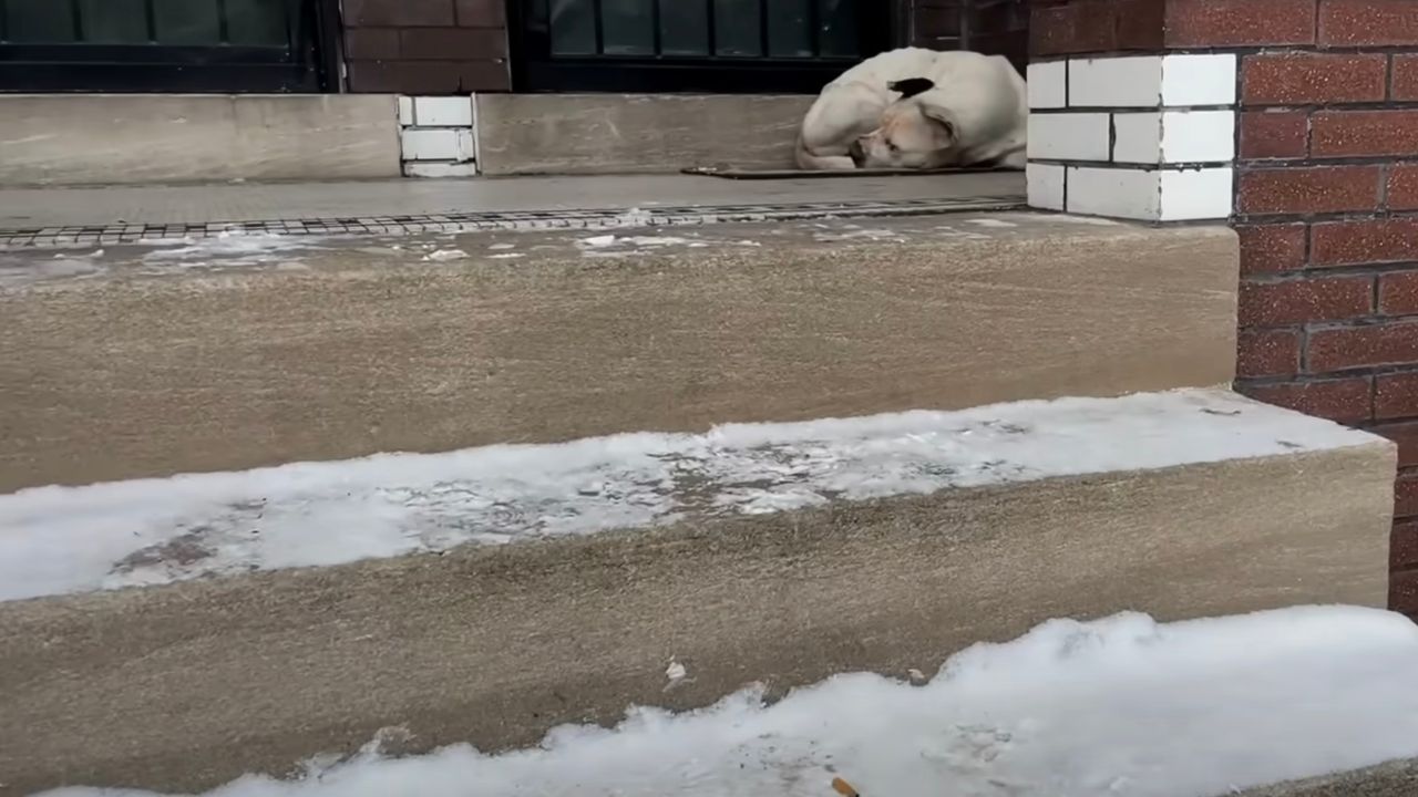 Cane in un angolo