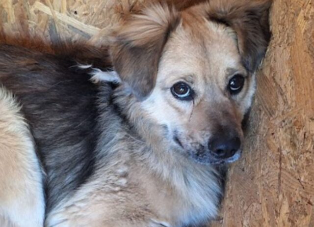 Ormai senza alcuna speranza, questo povero cane non riesce più a vedere il lato positivo della vita