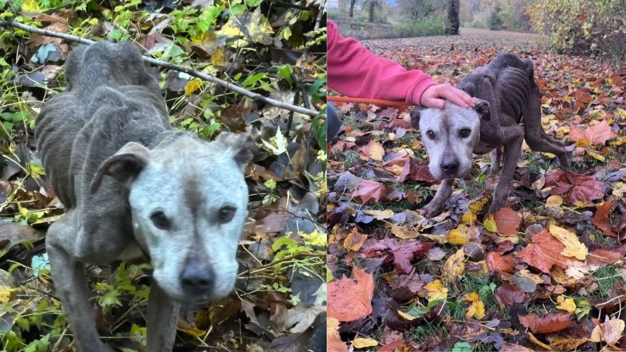 Cane randagio viene salvato dai volontari