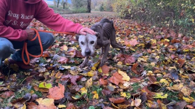 Pur di salvarlo, i volontari hanno sollevato e trasportato questo cane per diversi chilometri – Video