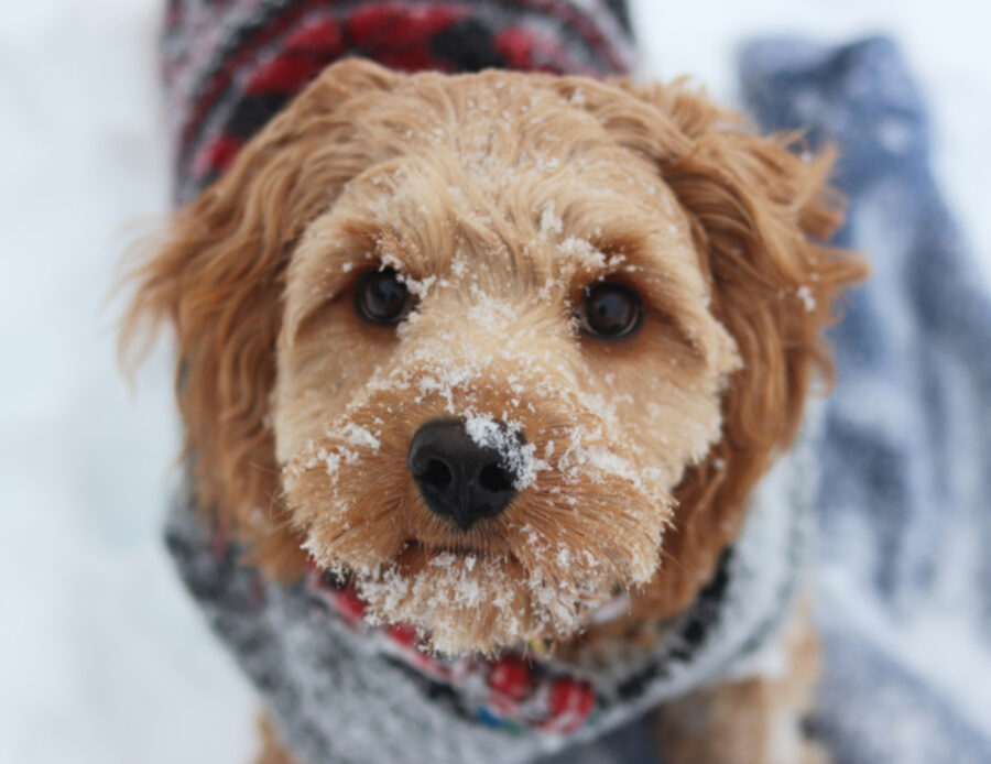 Qual è la temperatura più bassa che un cane può davvero sopportare?