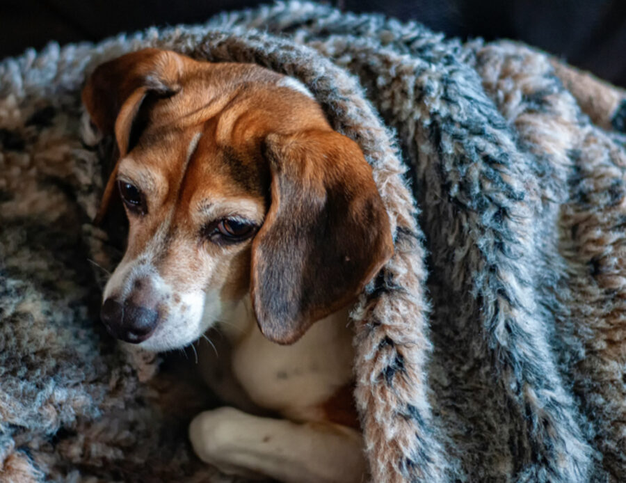 Quali sono le bevande calde che posso dare al cane per riscaldarlo un po’ d’inverno?