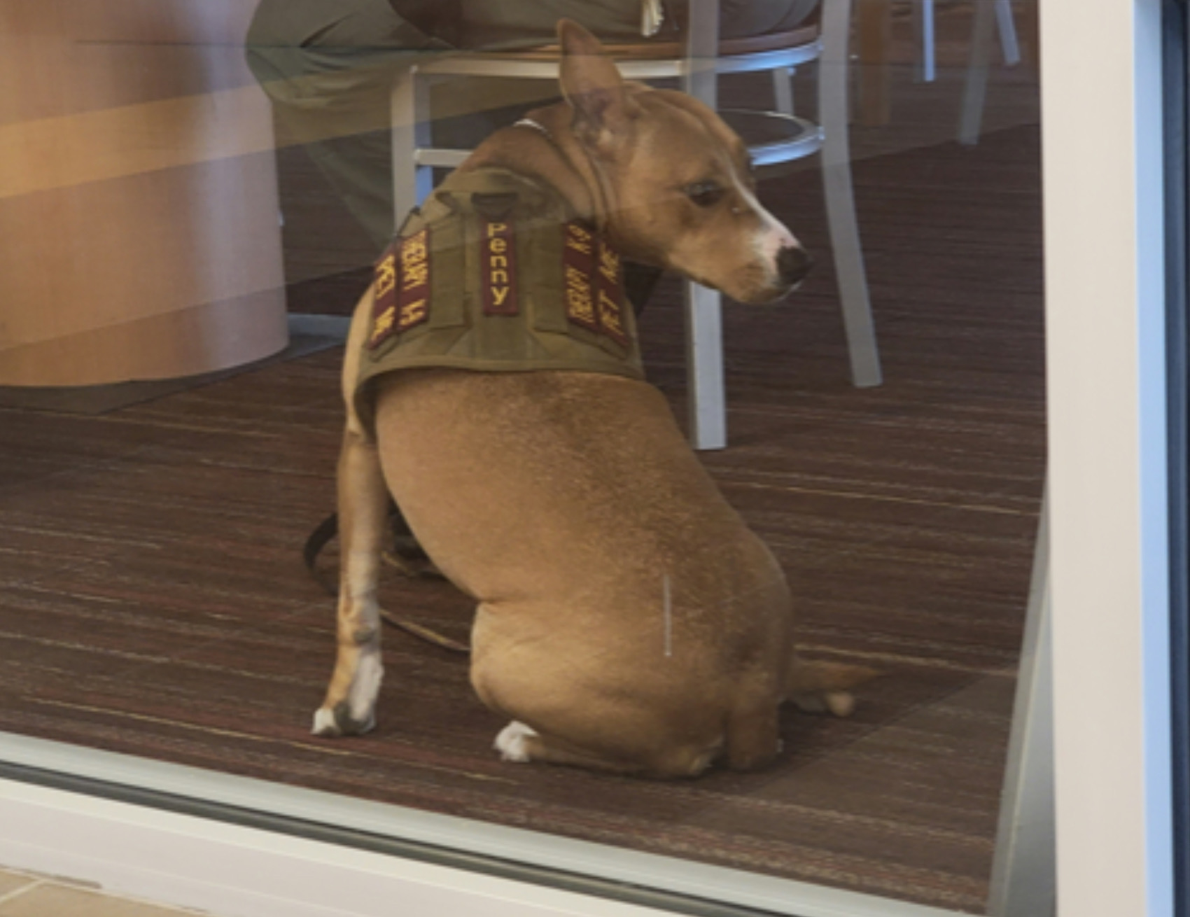 Cane si guarda alle spalle