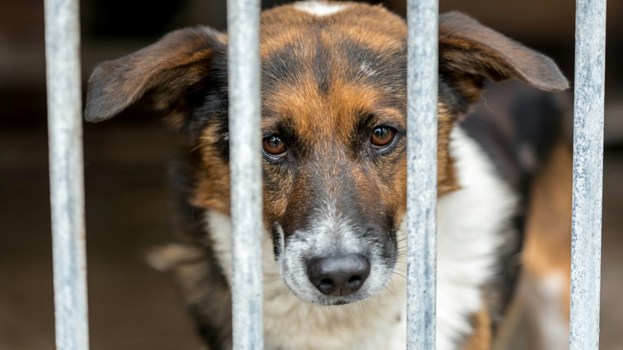 rifugi per cani e convinzioni errate