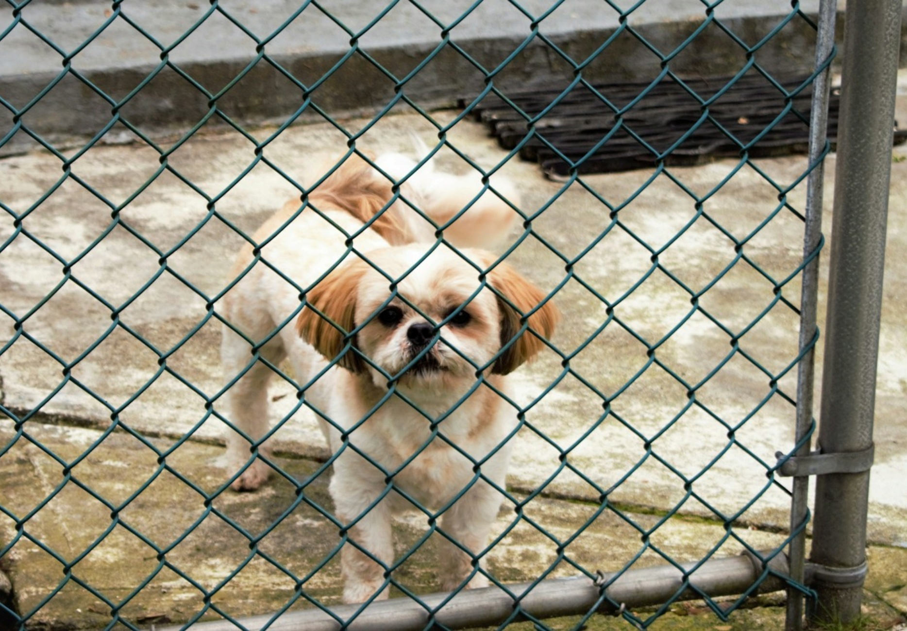 convinzioni che abbiamo sui rifugi per cani