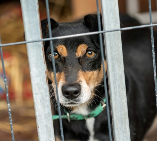 Questa è una convinzione sbagliatissima sui rifugi per cani cui dovremmo smettere di credere