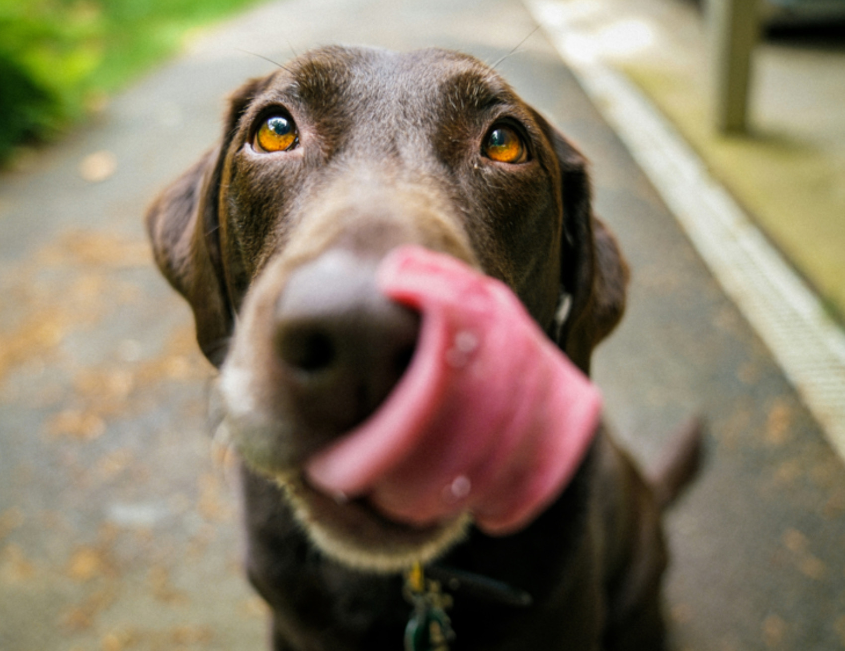 Cane si lecca il muso