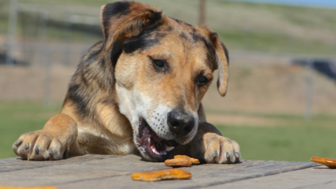 Cane mangia felice