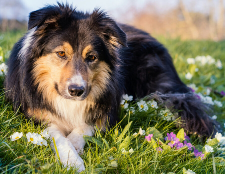 Questi sono i modi per eseguire al tuo cane un controllo mensile contro il cancro