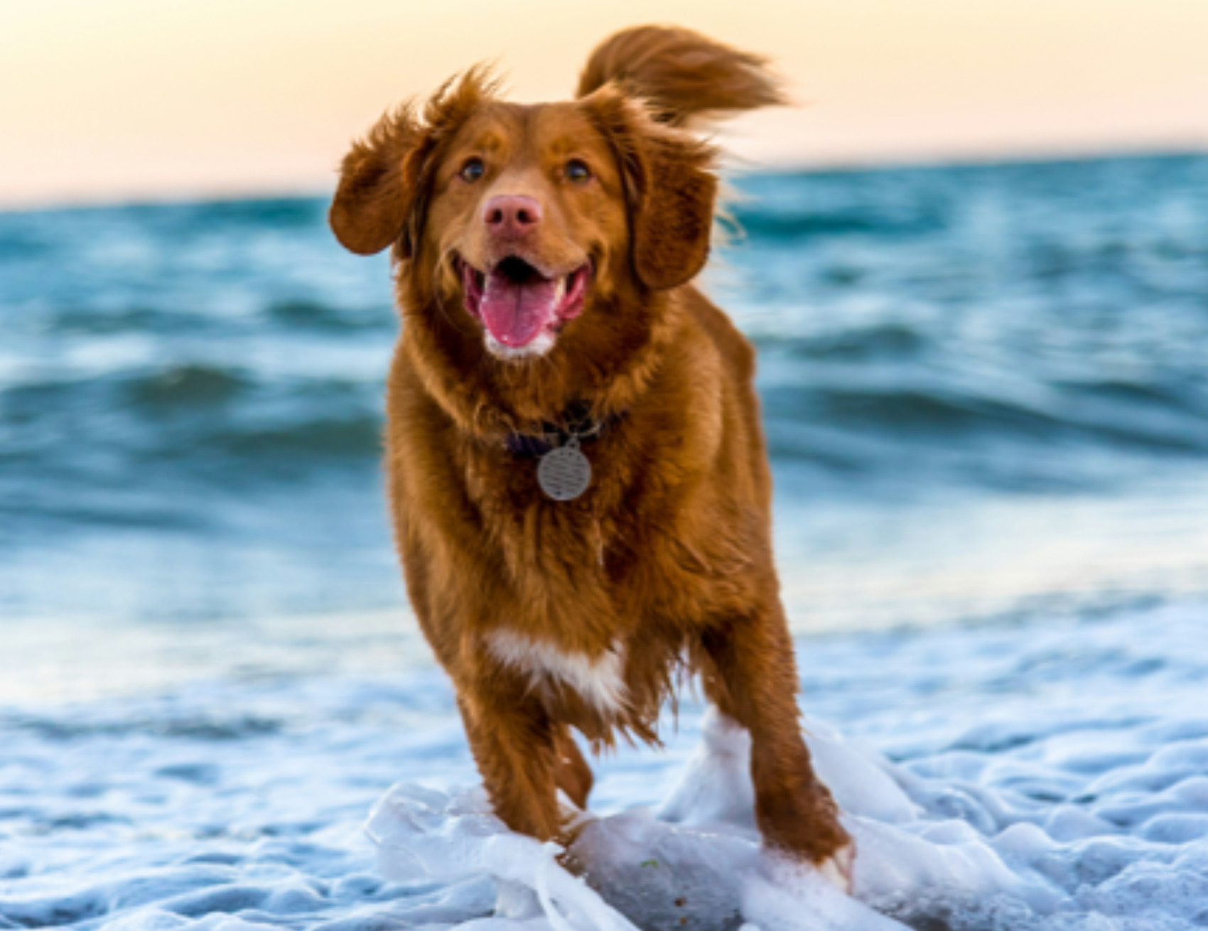 Cane nell’acqua