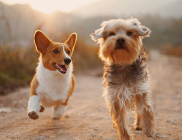 Questi sono i motivi (scientifici) per cui il tuo cane deve fare molto più esercizio fisico