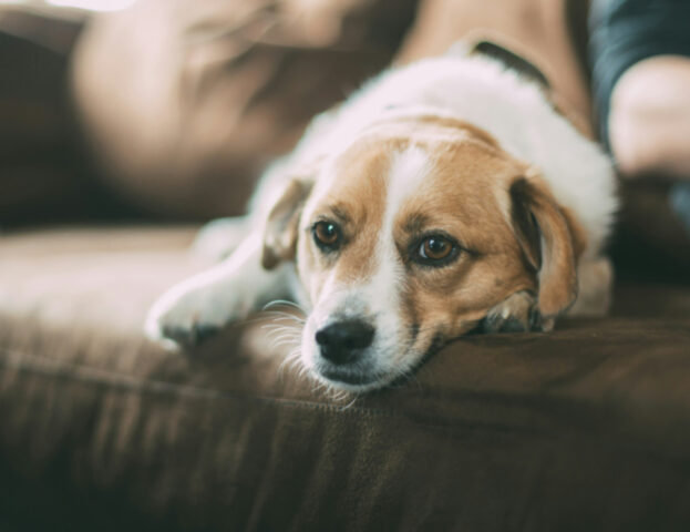 Questi sono tutti i significati del colore del vomito del nostro cane