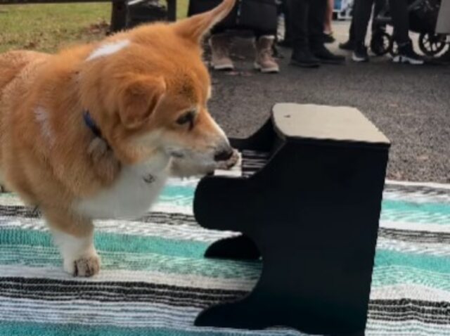 Questo Corgi si esibisce al pianoforte di un grande parco e la folla non può fare a meno di applaudirlo