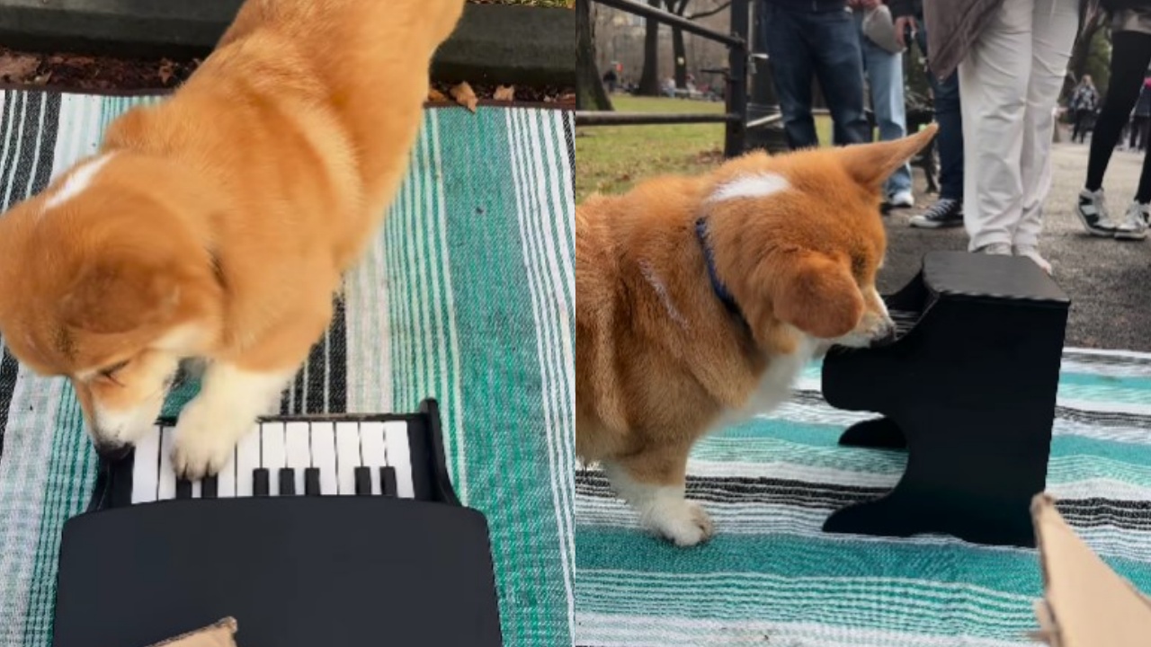 corgi suona pianoforte al central park