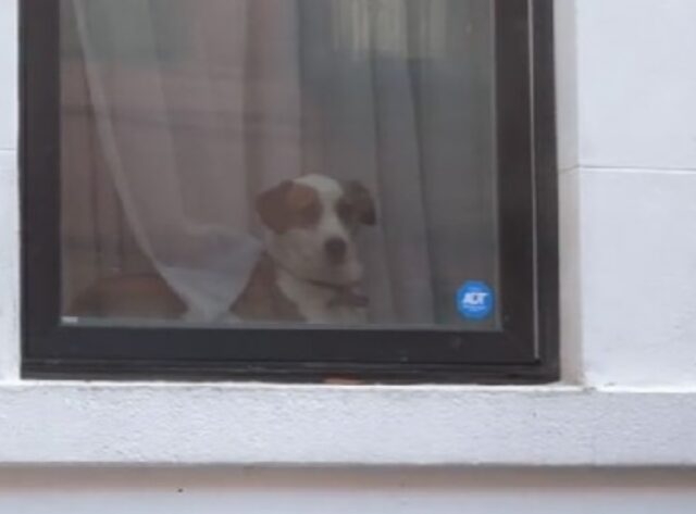 Questo Jack Russell è diventato l’eroe di alcuni bambini essendo semplicemente se stesso