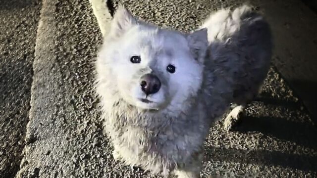 Questo cane sperava che dopo l’adozione la sua vita sarebbe migliorata, ma le cose non sono andate come previsto – Video