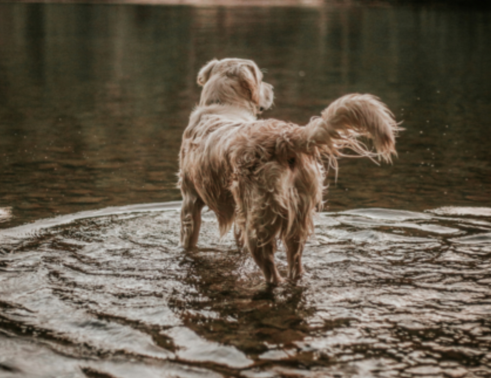 Cane in acqua