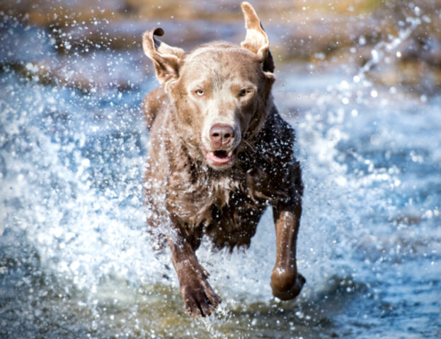 Sai che in realtà c’è un motivo (scientifico) per cui i cani bagnati si scrollano per asciugarsi?