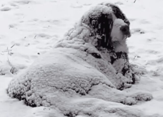 Si sono accorti del mucchio di neve in giardino, sì, il povero cane era ancora vivo