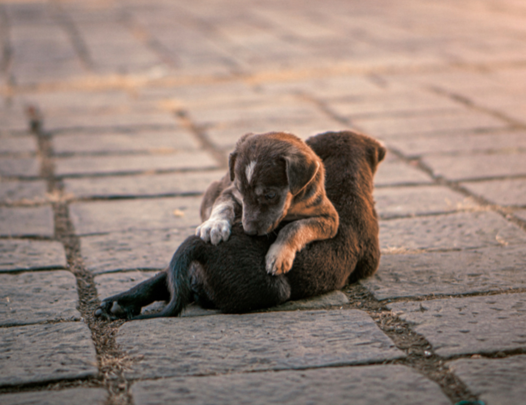 Due cuccioli