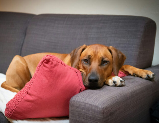 Tutti i consigli per fare stare bene il tuo cane il Primo dell’Anno