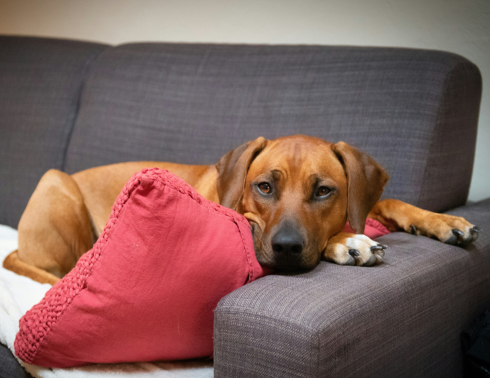 Cane sul divano