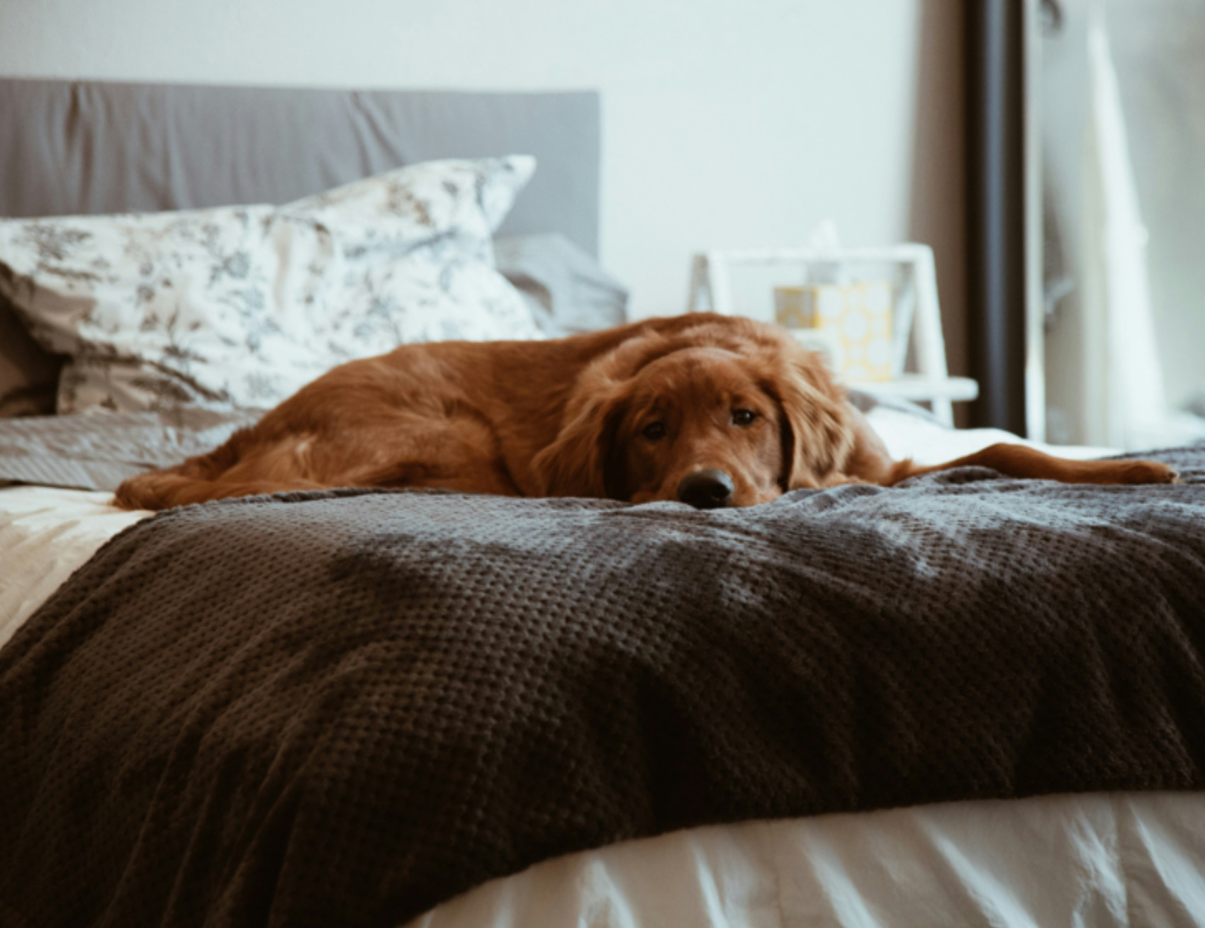 Cane sta sul letto