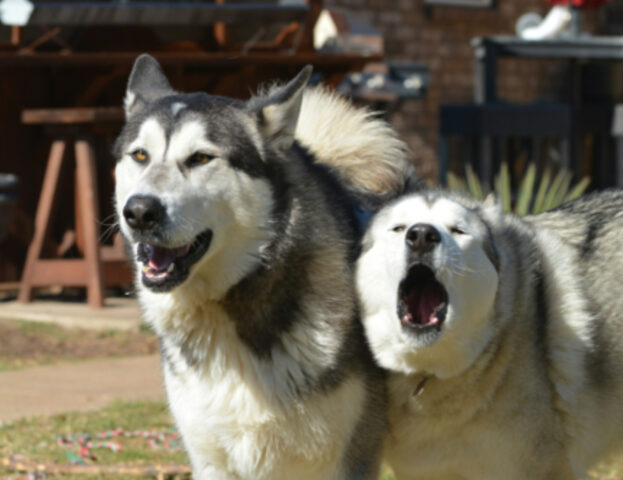 Un’ addestratrice di cani decide di fornire dei consigli utilissimi su come impedire loro di abbaiare a porte e finestre