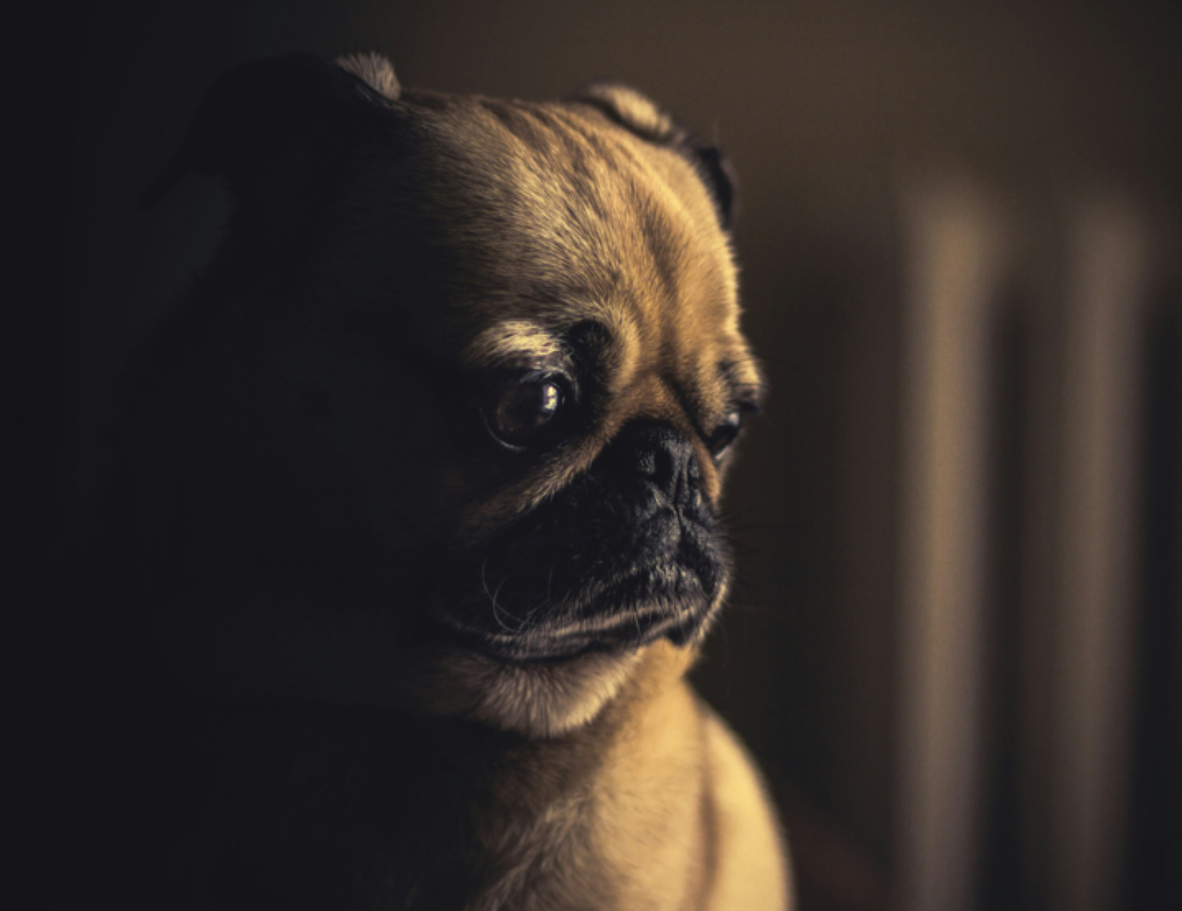 Cane guarda a lato