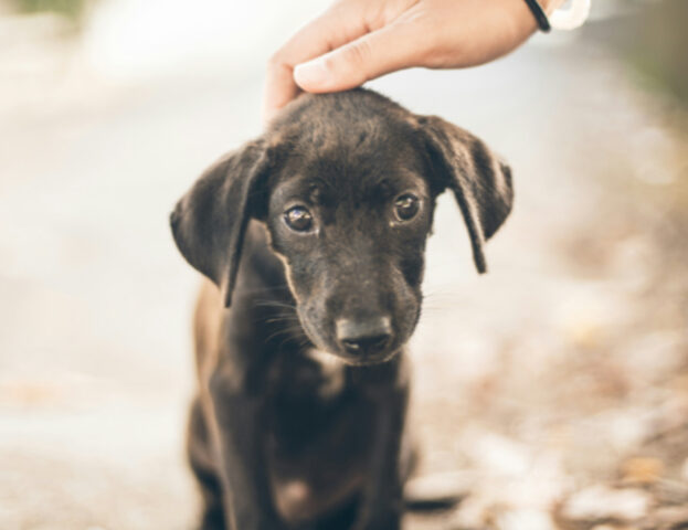 Una donna mette in guardia tutti su quali sono le cose a cui fare attenzione quando si salva un cane