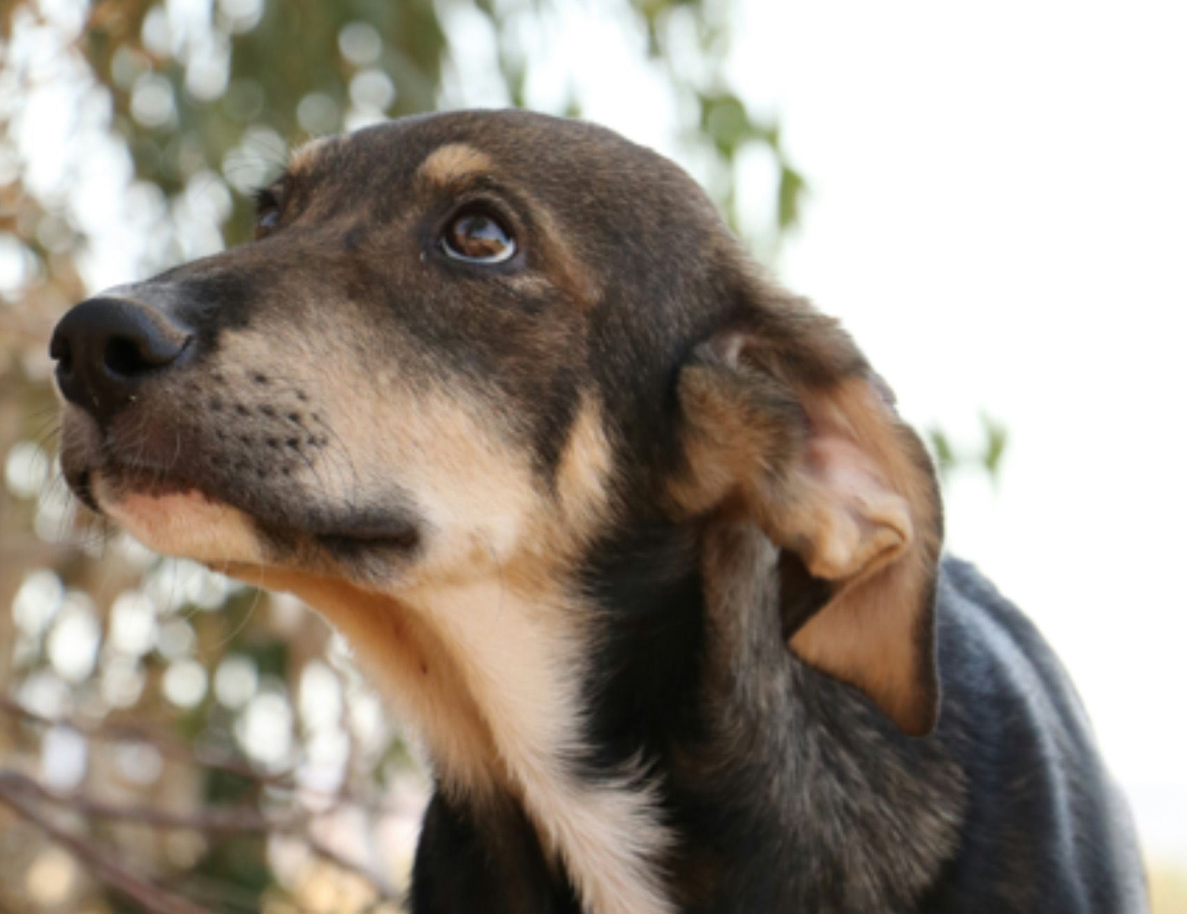 Cane guarda in alto