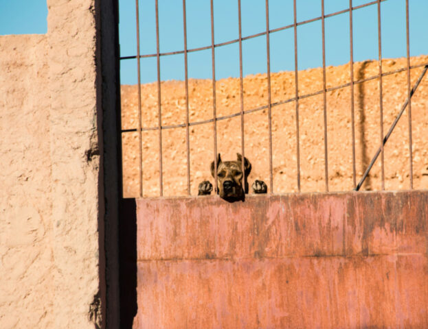 Vere e proprie fabbriche di cuccioli di cane: cosa sono le “Puppy Mills” e perché questo orrore dovrebbe finire