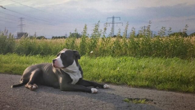 Sì, questo cane sa perfettamente come trasmettere la gioia per una vacanza sulla neve