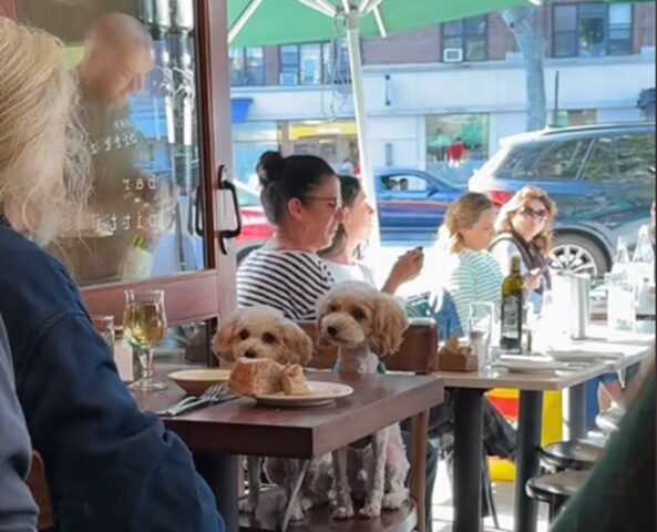 Barboncini Toy gemelli cenano al ristorante e sono più educati di tanti clienti umani