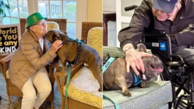 Il cane saluta ogni volta tutti gli ospiti della casa di riposo: “Per loro è la migliore medicina”