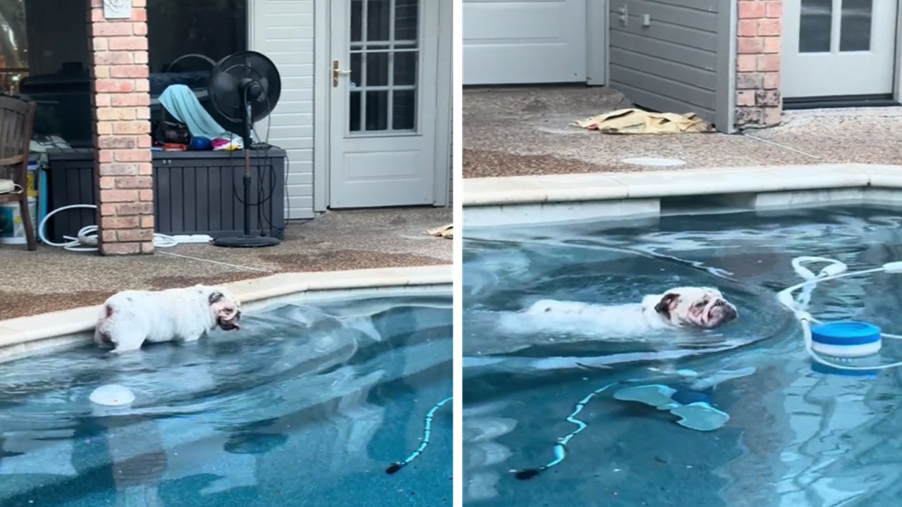 Bulldog va a nuotare in piscina