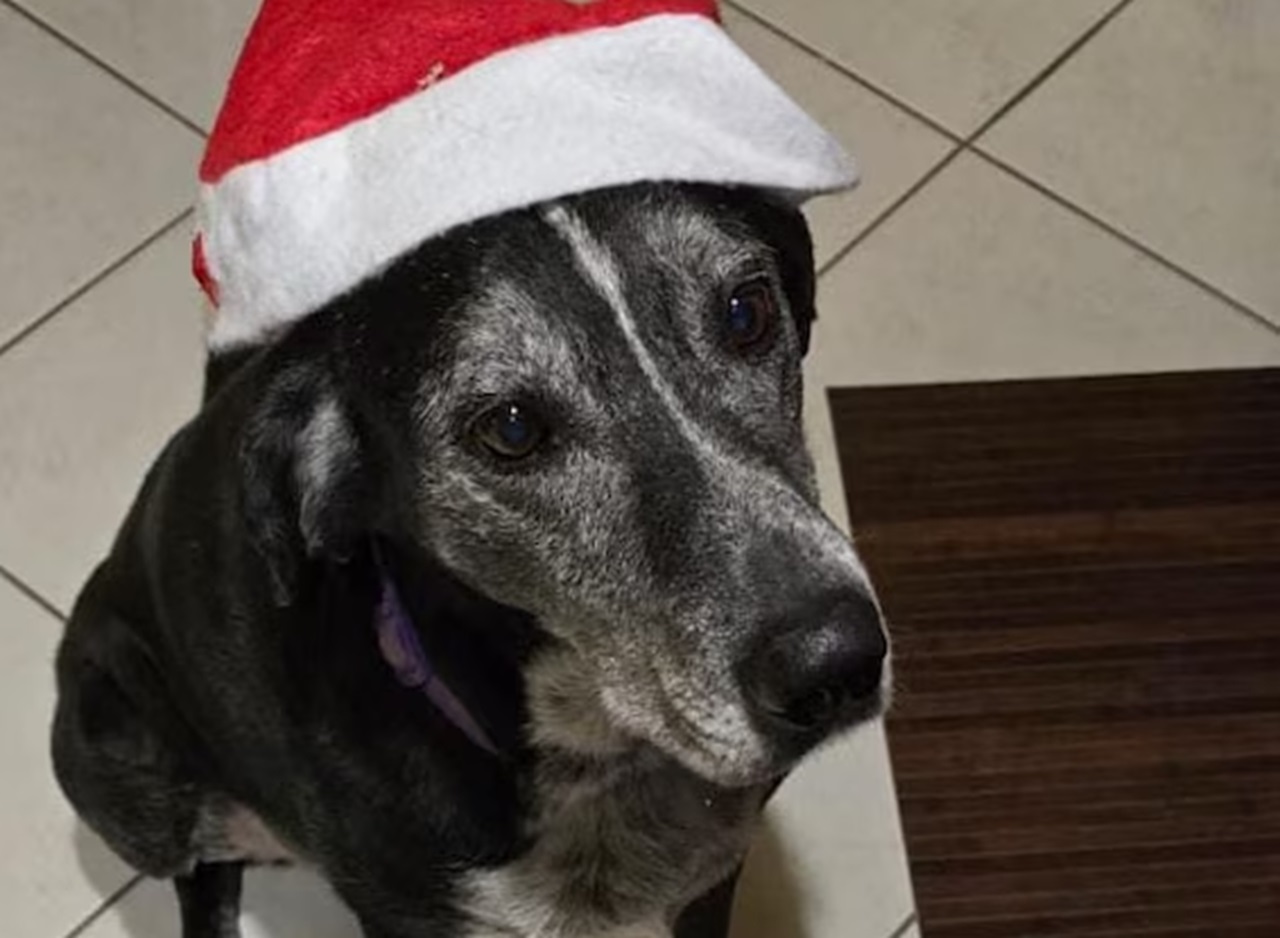 Cane col cappello di Babbo Natale