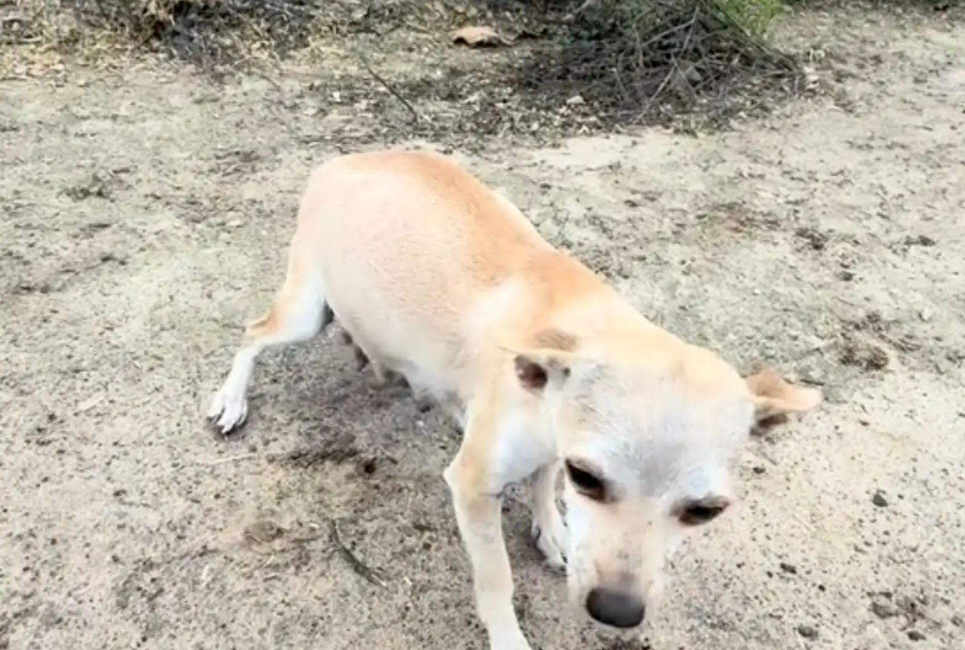 cagnolini adottati