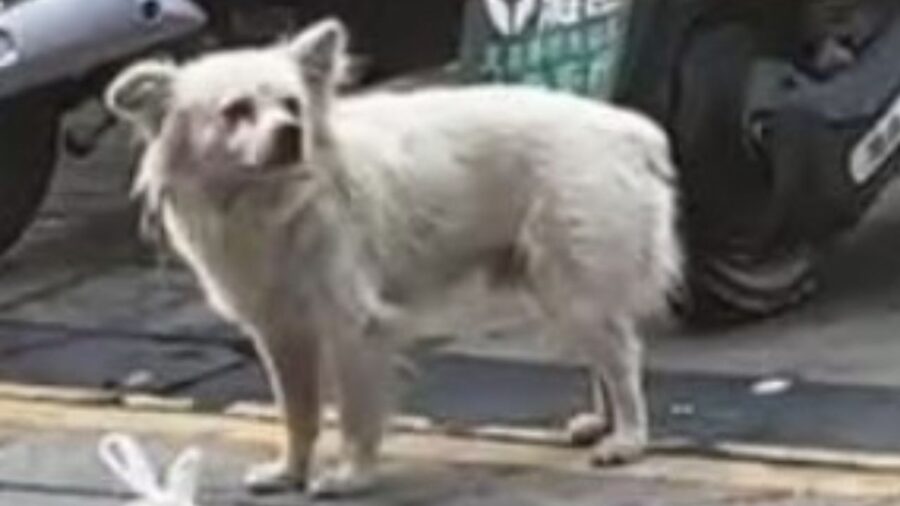 un cagnolino bianco